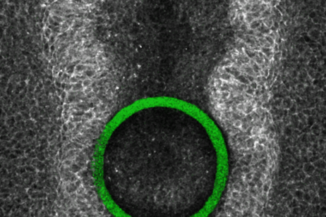 Un sensore 3D nell'embrione di pollo (fonte: Nature Materials, 2024)