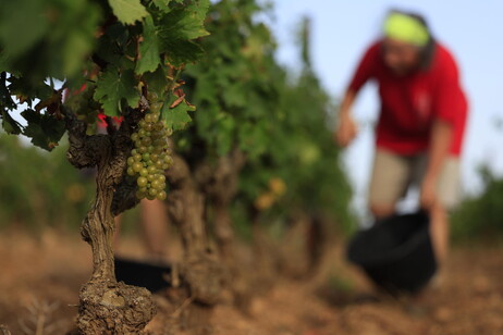 Confagricoltura, fattore clima sempre più decisivo su vendemmia