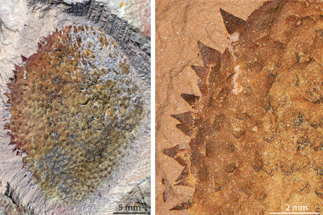 Il fossile di  Shishania aculeata seen visto sul dorso (a sinistra) e lateralmente (destra) (fonte: G Zhang/L Parry)