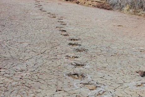 Una pista di impronte impresse da un dinosauro ornitopode in località Passagem das Pedra in Brasile (fonte: Ismar de Souza Carvalho)