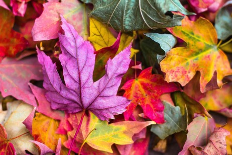 il 22 settembre, alle 14,44 ora italiana, arriva l’equinozio d’autunno (fonte: pixabay)