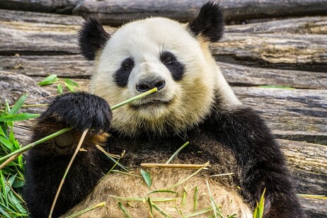 Ottenute le prime cellule staminali pluripotenti indotte dei panda giganti (fonte: Pixabay)