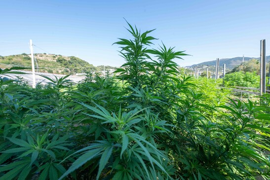 Al vaglio Ue la stretta dell'Italia sulla cannabis light