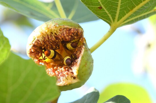 Tre vespe orientali si nutrono in un fico maturo (fonte: Eran Levin)