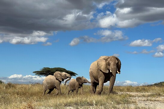 Un gruppo di elefanti nel Kenya settentrionale (fonte: George Wittemyer)