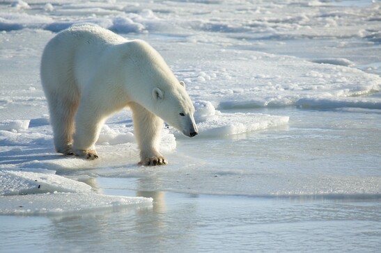 Un orso polare cammina su un sottile strato di ghiaccio marino (fonte: Kt Miller/Polar Bears International)