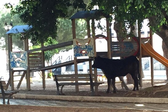 Catturato il toro che da 2 settimane scorrazzava a Vicenza