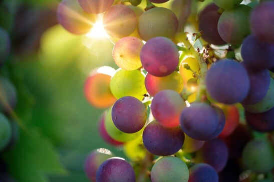 Un grappolo d'uva (fonte: Bru-nO - Pixabay)