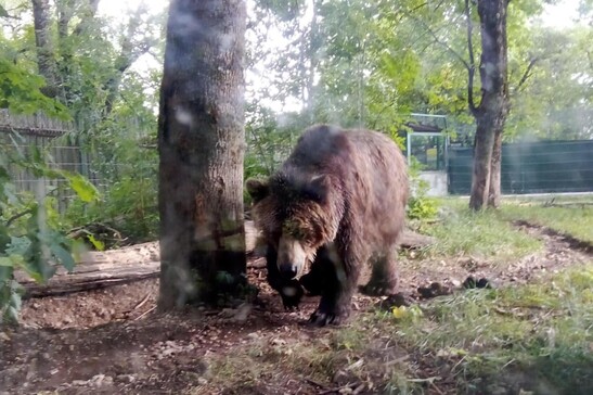 Minister critical after 'dangerous' bear eliminated