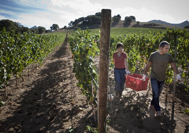 La vendemmia nelle tenute Siddùra © ANSA