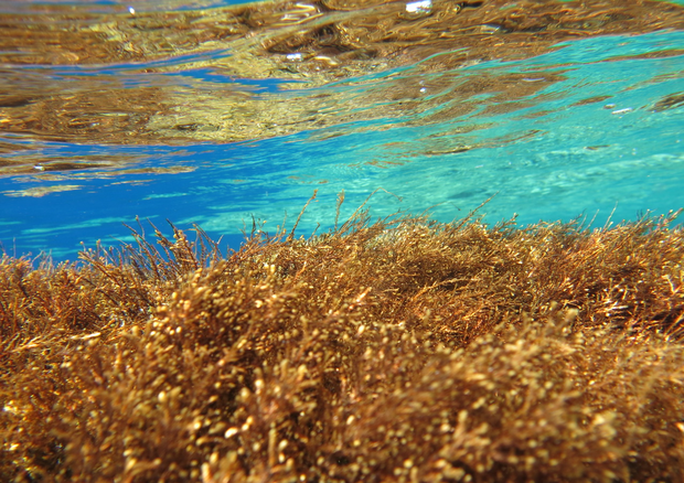Dalle foreste algali di costa rocciosa i segnali precoci per prevedere il collasso degli ecosistemi © Ansa