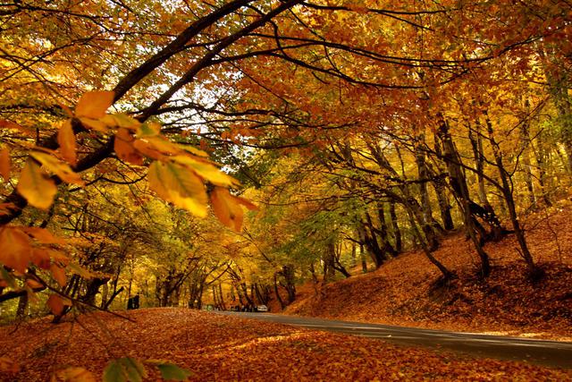 I colori dell'autunno in una foresta in Georgia - Primopiano - Ansa.it