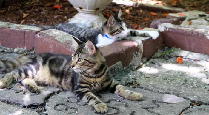 Il gatto senza coda – Zampotta