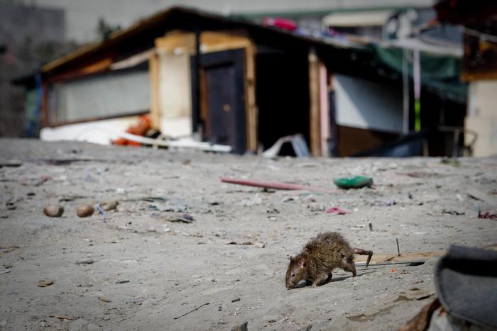 Rome targets rat problem with new fines - English - ANSA.it