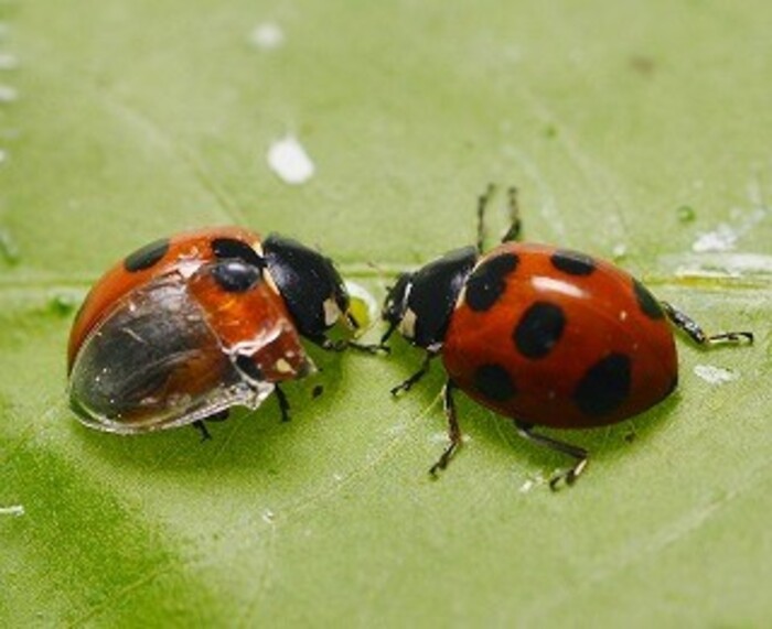 Coccinelle a nudo cosi ripiegano le loro ali nascoste News