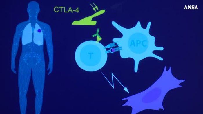 L'immunoterapia Vincera' I Tumori Entro Il 2050 - Mondo - Ansa.it