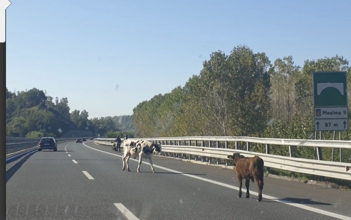 Mucca su autostrada, traffico bloccato nel Salernitano – Notizie