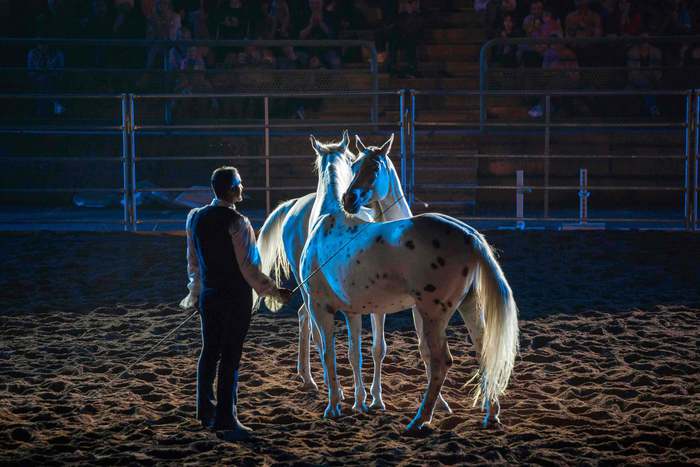 Torna La Mostra Nazionale Del Cavallo Notizie Ansait 