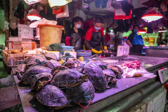 Il Covid è partito dagli animali vivi del mercato di Wuhan: ora c'è la  prova - la Repubblica