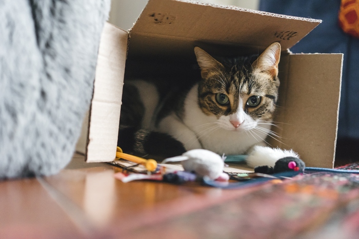 L'irresistibile attrazione del gatto per le scatole di cartone - Montagna