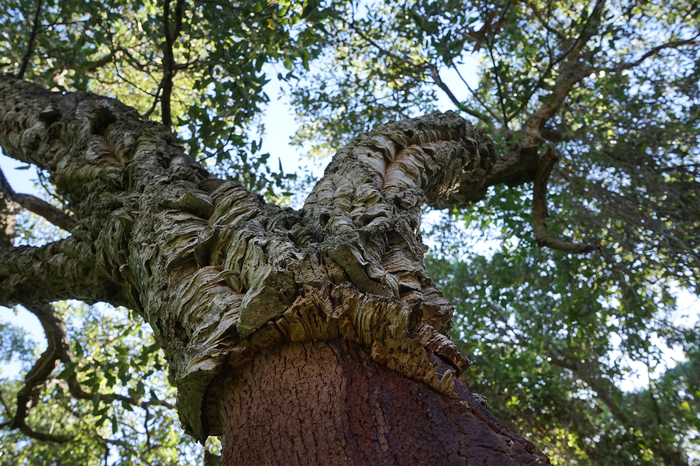 La foresta Birribaida, il bosco dove cacciava Federico II - Sicilia - ANSA.it