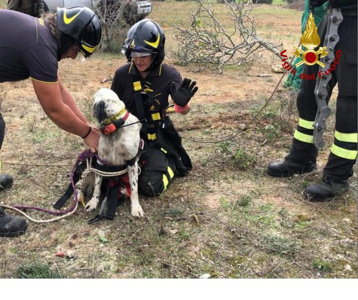 Cane Da Caccia Cade In Un Pozzo Salvato Da Vigili Del Fuoco Notizie Ansa It