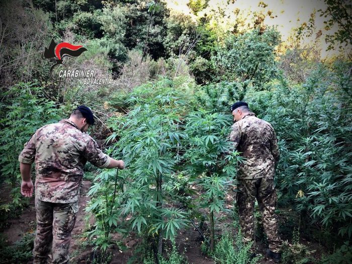 Droga Mille Piante Di Cannabis Trovate Da Cc Nel Vibonese Calabria Ansa It