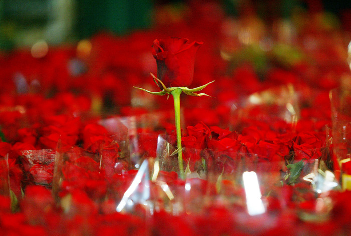 San Valentino: la rosa rossa resta il fiore più regalato. Prezzi in  crescita per il prodotto locale