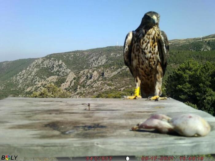 Aquile Del Bonelli Di Nuovo In Volo Sui Cieli Della Sardegna - Notizie ...