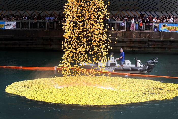 A Chicago c'è il Ducky Derby, 75mila paperelle liberate nel fiume - Notizie  