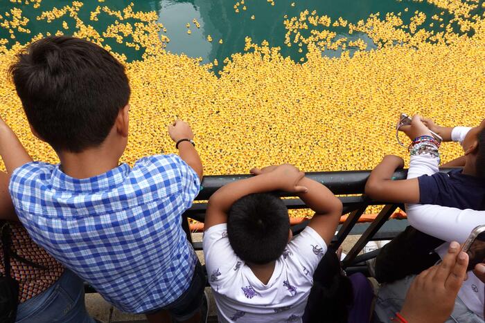 A Chicago c'è il Ducky Derby, 75mila paperelle liberate nel fiume - Mondo -  ANSA