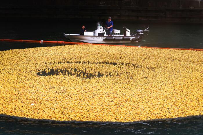 A Chicago c'è il Ducky Derby, 75mila paperelle liberate nel fiume - Notizie  