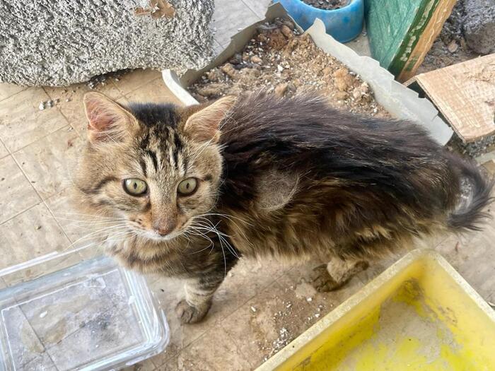 Foto notizia – Una trappola per gatti a Senigallia in zona