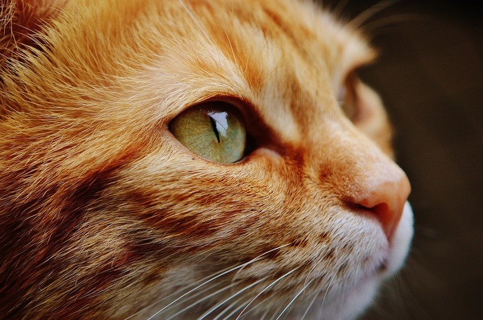 I gatti comunicano attraverso 276 espressioni facciali - Natura 