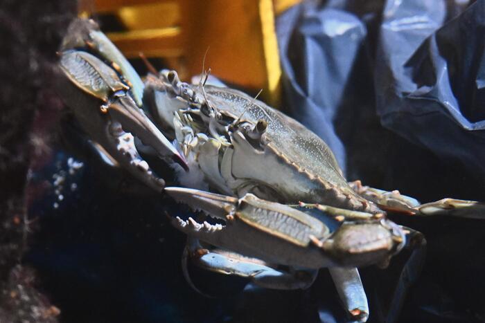 10 mn to be invested in two-year plan against blue crab