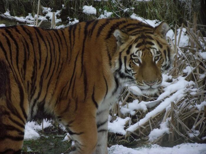 Putin a caccia della tigre