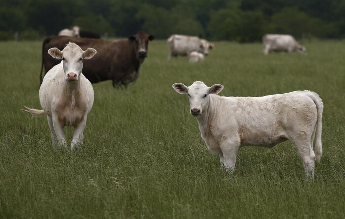 Esplosione in una fattoria del Texas, morte 18.000 mucche - Nord America -  ANSA