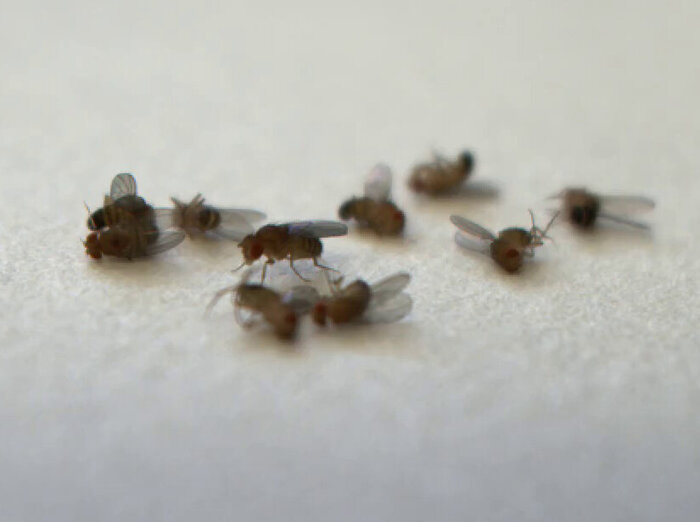 I moscerini invecchiano prima se vedono i loro simili morti - News 
