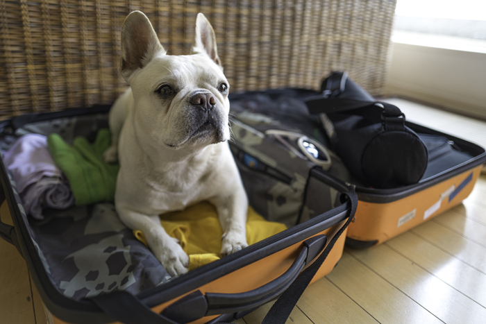 Viaggi in auto con cani e gatti, cosa si deve sapere - Vacanze Sicure 