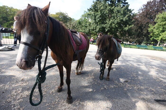 3 horses killed by car, lorry in Abruzzo