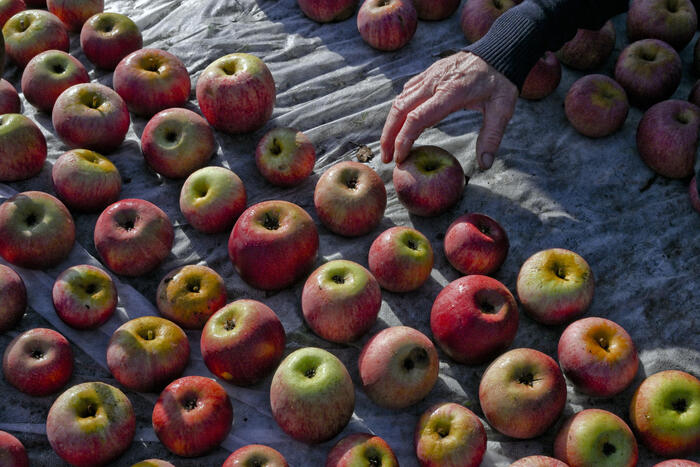 Parte la raccolta delle mele, il frutto più consumato - Mondo Agricolo 