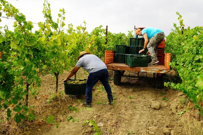 In Gazzetta Via Libera All'ingresso Lavoratori Agricoli Extra-Ue ...