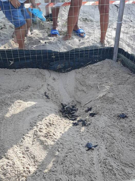 Emergono da sotto la sabbia una sessantina di tartarughine – Notizie