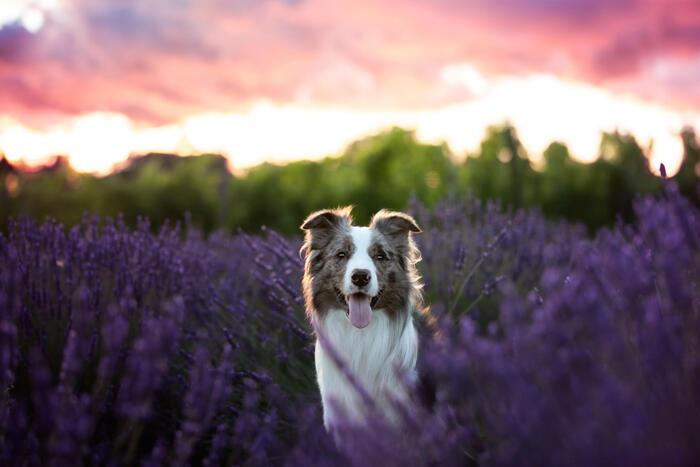 Fotografare i cani, 7 consigli della dog photographer per scattare  bellissime immagini - Pets 