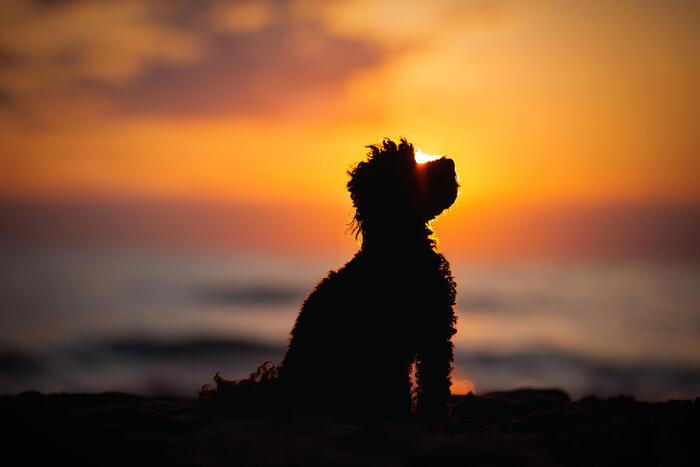 Fotografare i cani, 7 consigli della dog photographer per scattare  bellissime immagini - Pets 