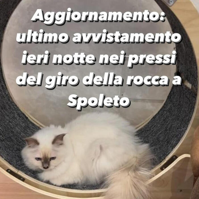 Nino Frassica perde il gatto durante le riprese di Don Matteo, appello su  Facebook e ricompensa da 5 mila euro