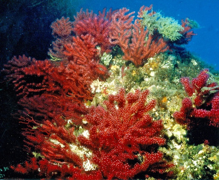 Scoperto un alleato dei coralli contro i cambiamenti climatici - Natura 