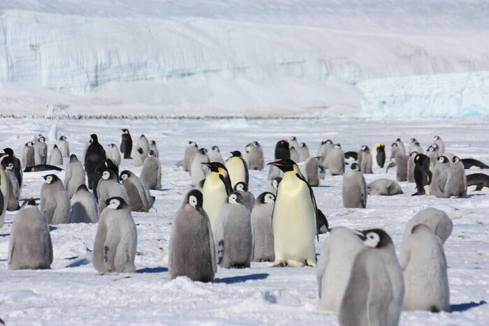 Satélite europeu encontra colônia desaparecida de pinguins - Ciência e ...