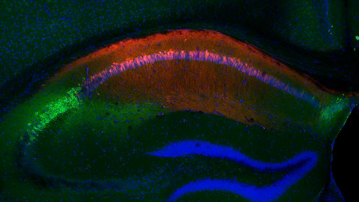 Nel cervello un archivio che ricorda le minacce