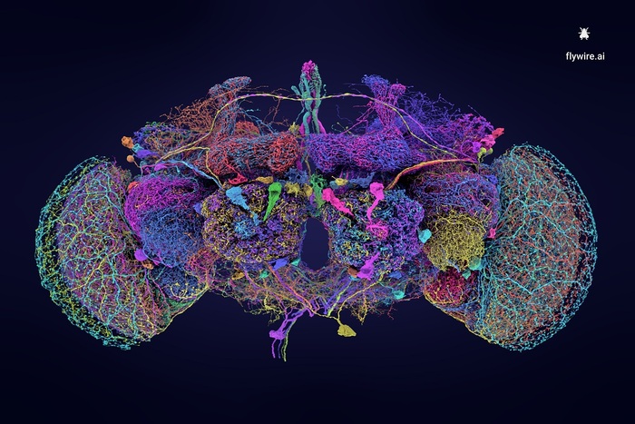 La prima Google Map completa di un cervello adulto    VIDEO – Biotech – Ansa.it